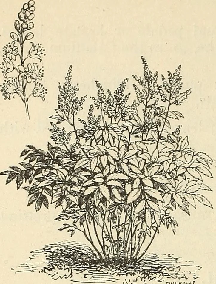 An illustration from Descriptive catalogue of hardy ornamental trees, shrubs, herbaceous perennial plants, etc. : twenty-fourth edition, 1880, leaf 101