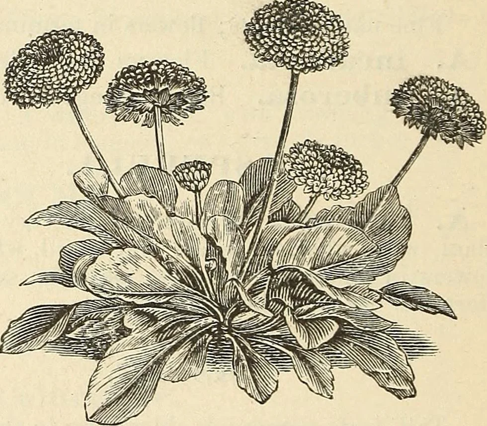 An illustration from Descriptive catalogue of hardy ornamental trees, shrubs, herbaceous perennial plants, etc. : twenty-fourth edition, 1880, leaf 101