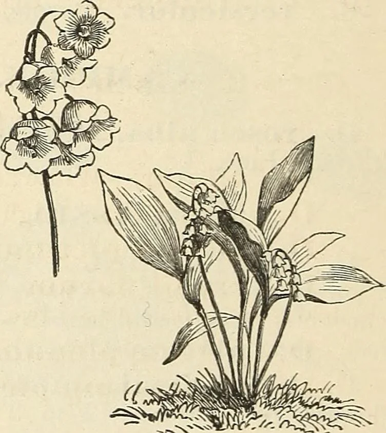 An illustration from Descriptive catalogue of hardy ornamental trees, shrubs, herbaceous perennial plants, etc. : twenty-fourth edition, 1880, leaf 103