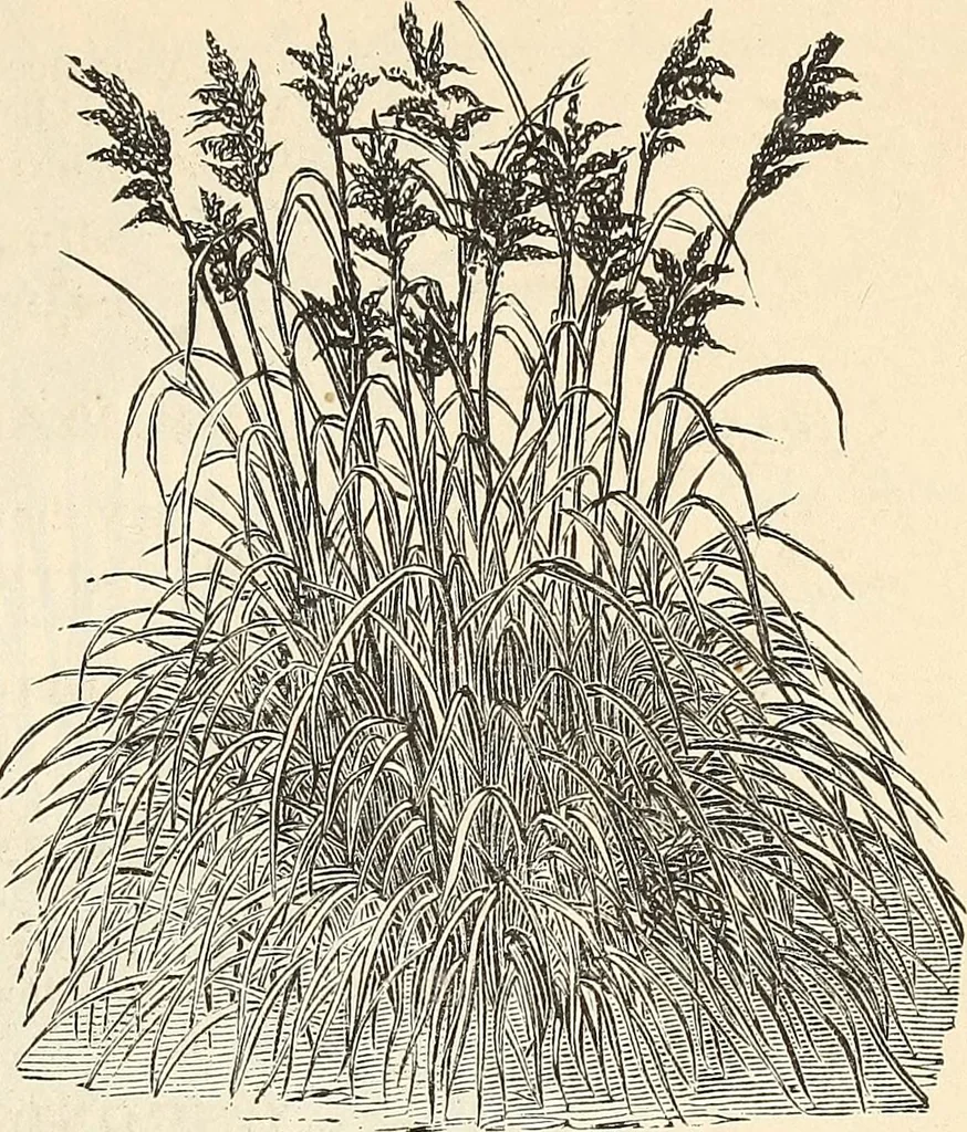 An illustration from Descriptive catalogue of hardy ornamental trees, shrubs, herbaceous perennial plants, etc. : twenty-fourth edition, 1880, leaf 106
