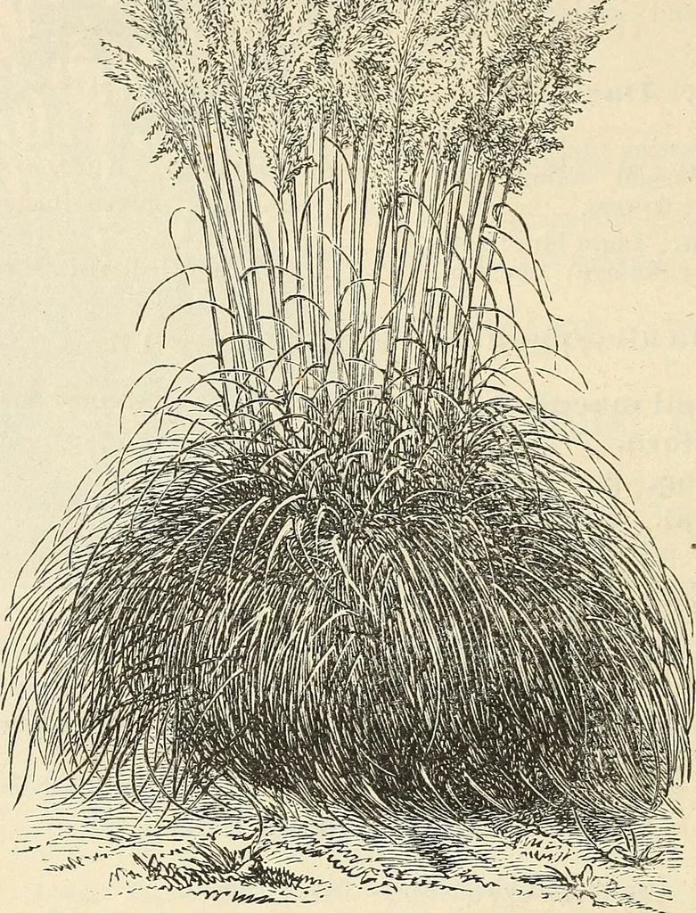 An illustration from Descriptive catalogue of hardy ornamental trees, shrubs, herbaceous perennial plants, etc. : twenty-fourth edition, 1880, leaf 107