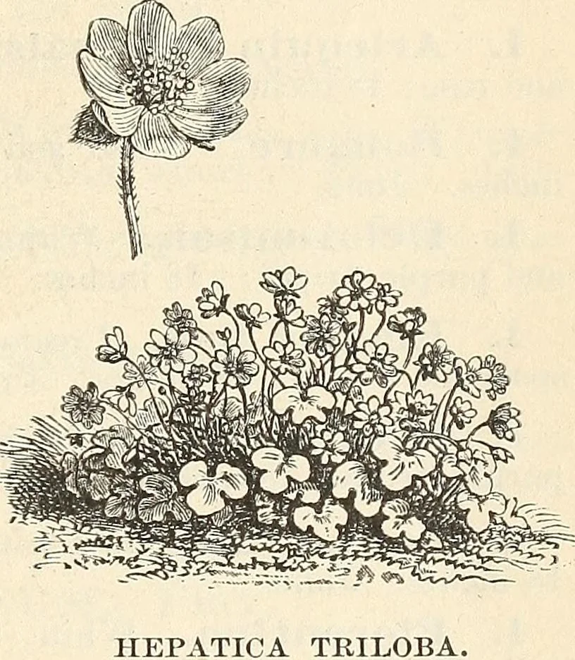 An illustration from Descriptive catalogue of hardy ornamental trees, shrubs, herbaceous perennial plants, etc. : twenty-fourth edition, 1880, leaf 108