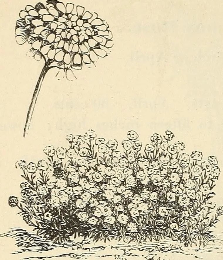 An illustration from Descriptive catalogue of hardy ornamental trees, shrubs, herbaceous perennial plants, etc. : twenty-fourth edition, 1880, leaf 109