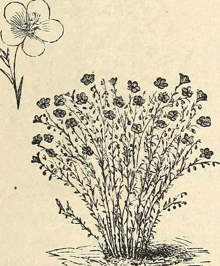 An illustration from Descriptive catalogue of hardy ornamental trees, shrubs, herbaceous perennial plants, etc. : twenty-fourth edition, 1880, leaf 110