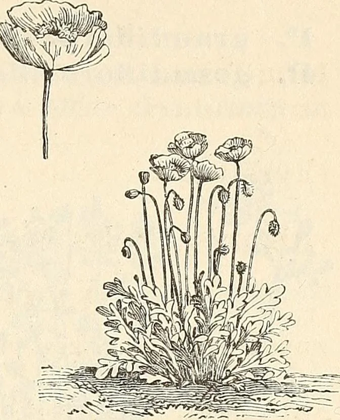 An illustration from Descriptive catalogue of hardy ornamental trees, shrubs, herbaceous perennial plants, etc. : twenty-fourth edition, 1880, leaf 112
