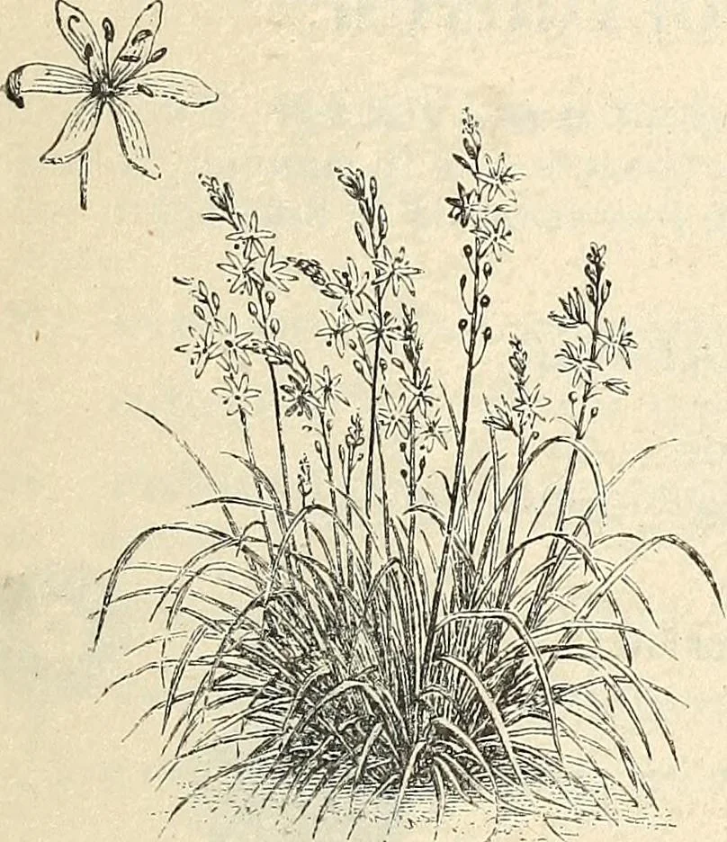 An illustration from Descriptive catalogue of hardy ornamental trees, shrubs, herbaceous perennial plants, etc. : twenty-fourth edition, 1880, leaf 112