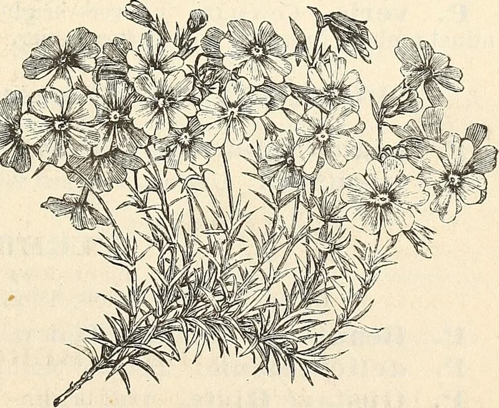 An illustration from Descriptive catalogue of hardy ornamental trees, shrubs, herbaceous perennial plants, etc. : twenty-fourth edition, 1880, leaf 112