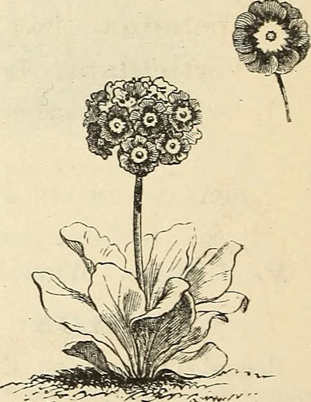 An illustration from Descriptive catalogue of hardy ornamental trees, shrubs, herbaceous perennial plants, etc. : twenty-fourth edition, 1880, leaf 113