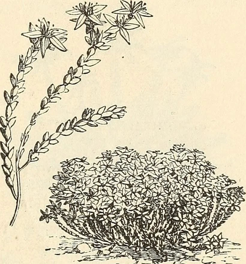An illustration from Descriptive catalogue of hardy ornamental trees, shrubs, herbaceous perennial plants, etc. : twenty-fourth edition, 1880, leaf 114