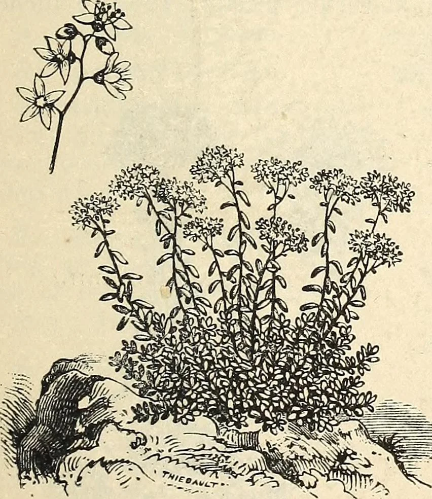 An illustration from Descriptive catalogue of hardy ornamental trees, shrubs, herbaceous perennial plants, etc. : twenty-fourth edition, 1880, leaf 114