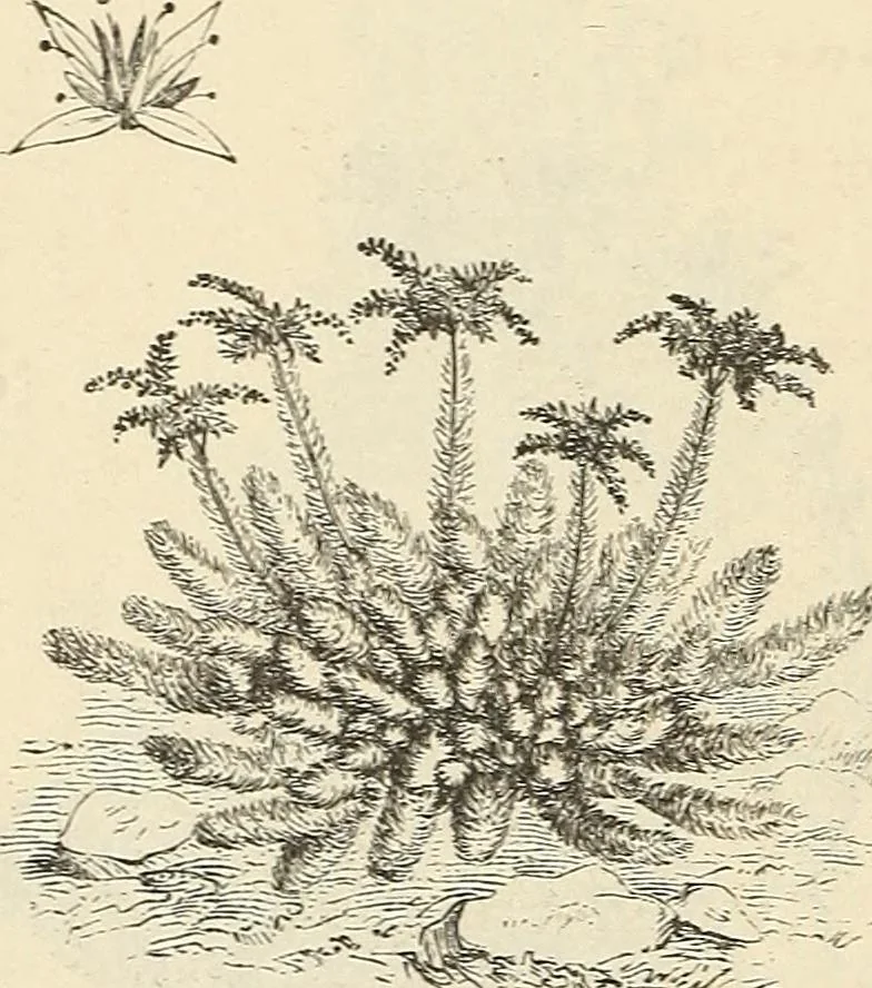 An illustration from Descriptive catalogue of hardy ornamental trees, shrubs, herbaceous perennial plants, etc. : twenty-fourth edition, 1880, leaf 115