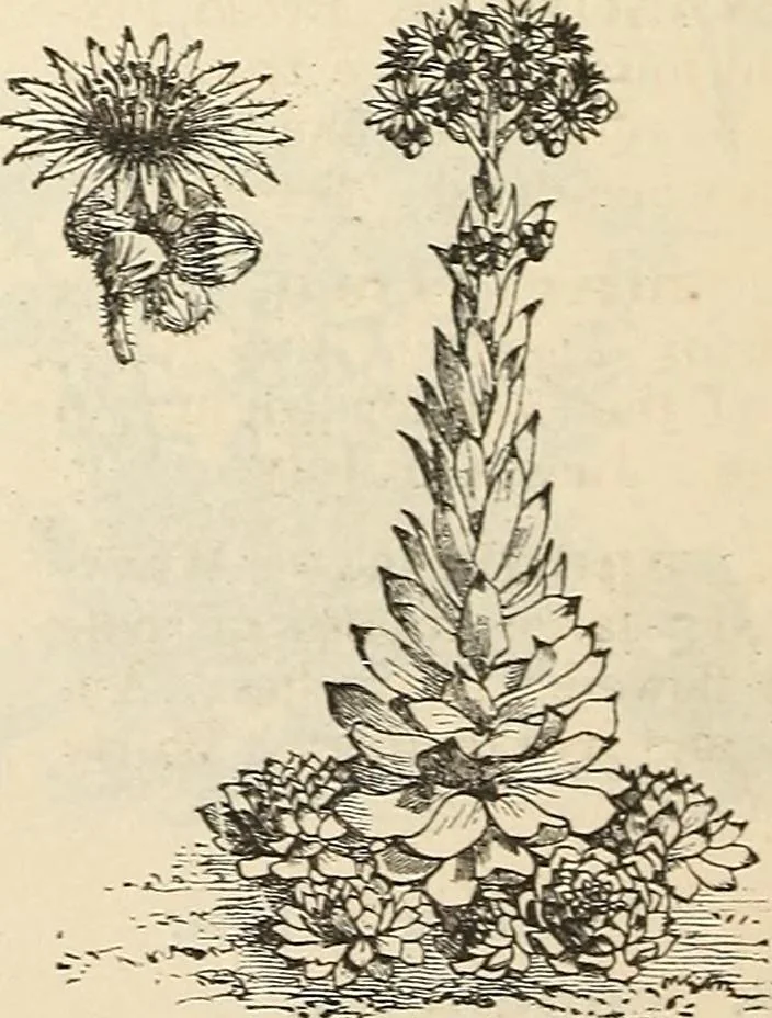 An illustration from Descriptive catalogue of hardy ornamental trees, shrubs, herbaceous perennial plants, etc. : twenty-fourth edition, 1880, leaf 115