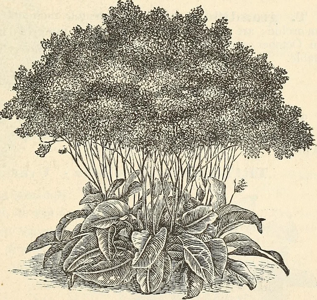 An illustration from Descriptive catalogue of hardy ornamental trees, shrubs, herbaceous perennial plants, etc. : twenty-fourth edition, 1880, leaf 116