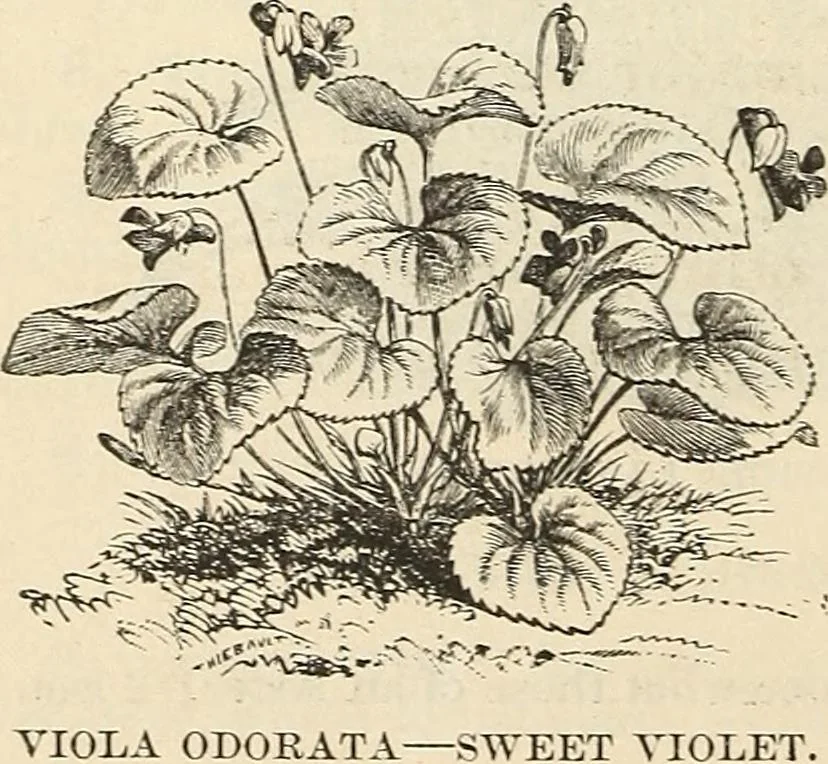 An illustration from Descriptive catalogue of hardy ornamental trees, shrubs, herbaceous perennial plants, etc. : twenty-fourth edition, 1880, leaf 117