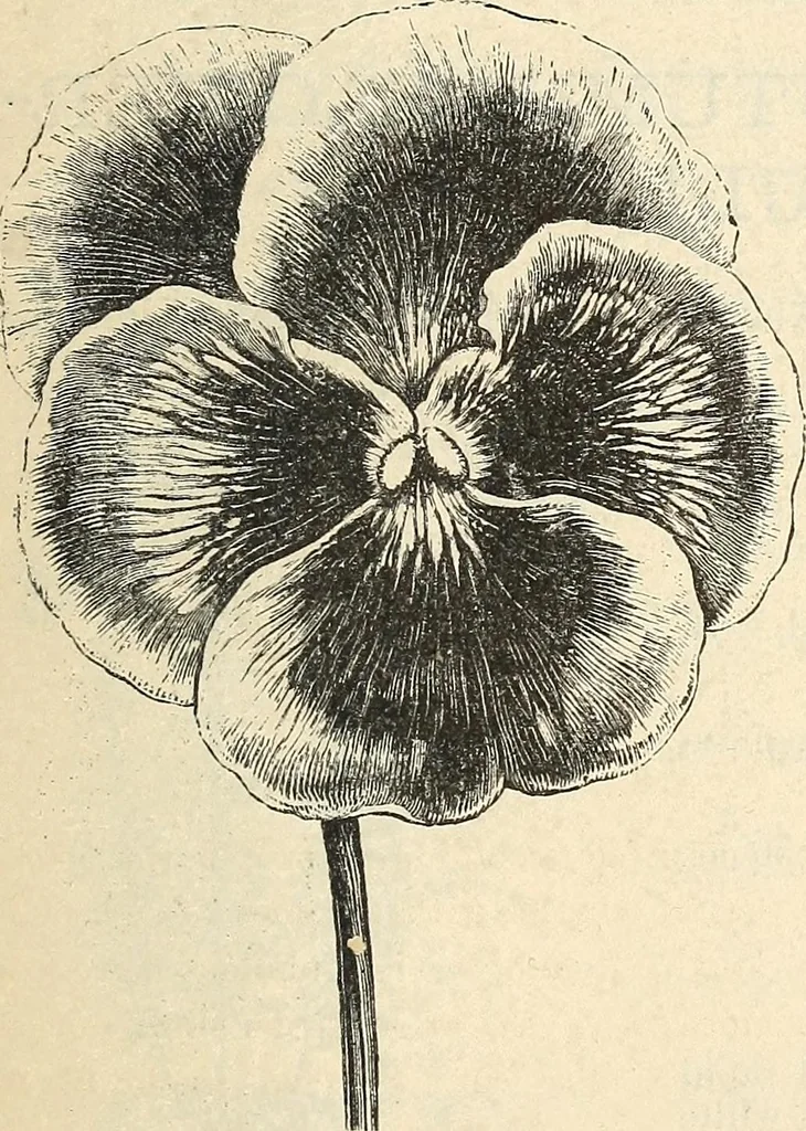 An illustration from Descriptive catalogue of hardy ornamental trees, shrubs, herbaceous perennial plants, etc. : twenty-fourth edition, 1880, leaf 118