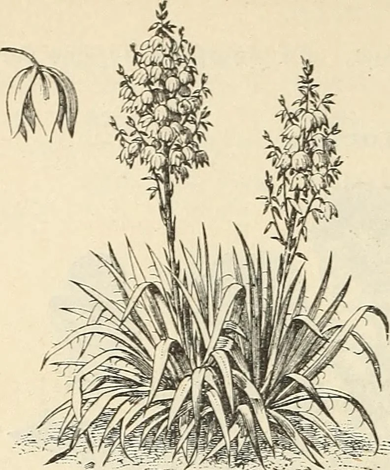 An illustration from Descriptive catalogue of hardy ornamental trees, shrubs, herbaceous perennial plants, etc. : twenty-fourth edition, 1880, leaf 119