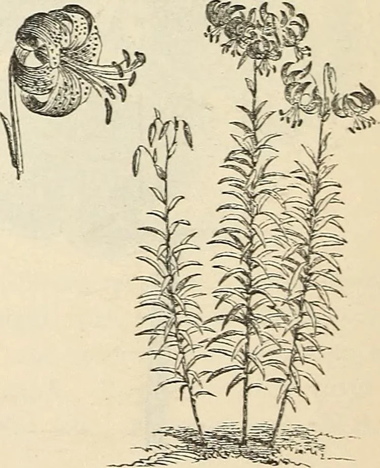 An illustration from Descriptive catalogue of hardy ornamental trees, shrubs, herbaceous perennial plants, etc. : twenty-fourth edition, 1880, leaf 119