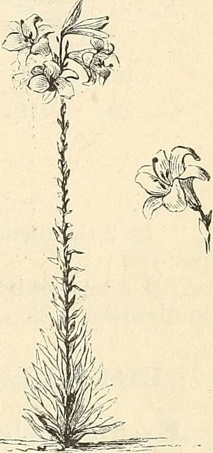 An illustration from Descriptive catalogue of hardy ornamental trees, shrubs, herbaceous perennial plants, etc. : twenty-fourth edition, 1880, leaf 120