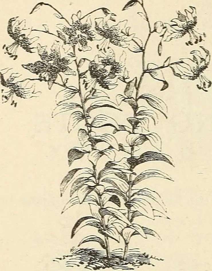 An illustration from Descriptive catalogue of hardy ornamental trees, shrubs, herbaceous perennial plants, etc. : twenty-fourth edition, 1880, leaf 121