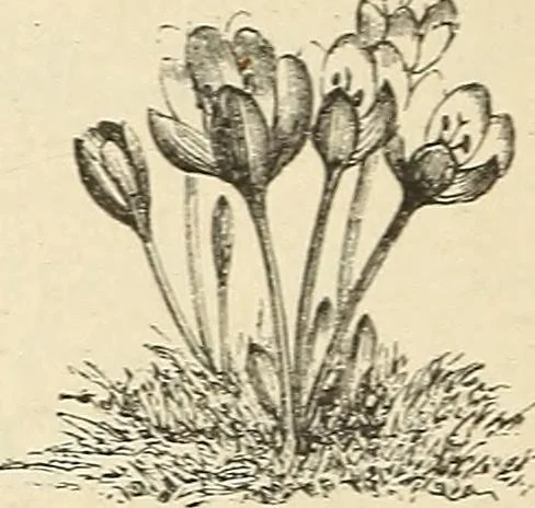 An illustration from Descriptive catalogue of hardy ornamental trees, shrubs, herbaceous perennial plants, etc. : twenty-fourth edition, 1880, leaf 121