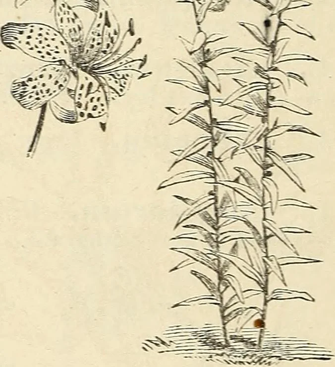 An illustration from Descriptive catalogue of hardy ornamental trees, shrubs, herbaceous perennial plants, etc. : twenty-fourth edition, 1880, leaf 121