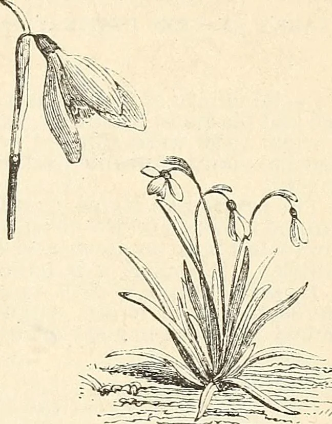 An illustration from Descriptive catalogue of hardy ornamental trees, shrubs, herbaceous perennial plants, etc. : twenty-fourth edition, 1880, leaf 122