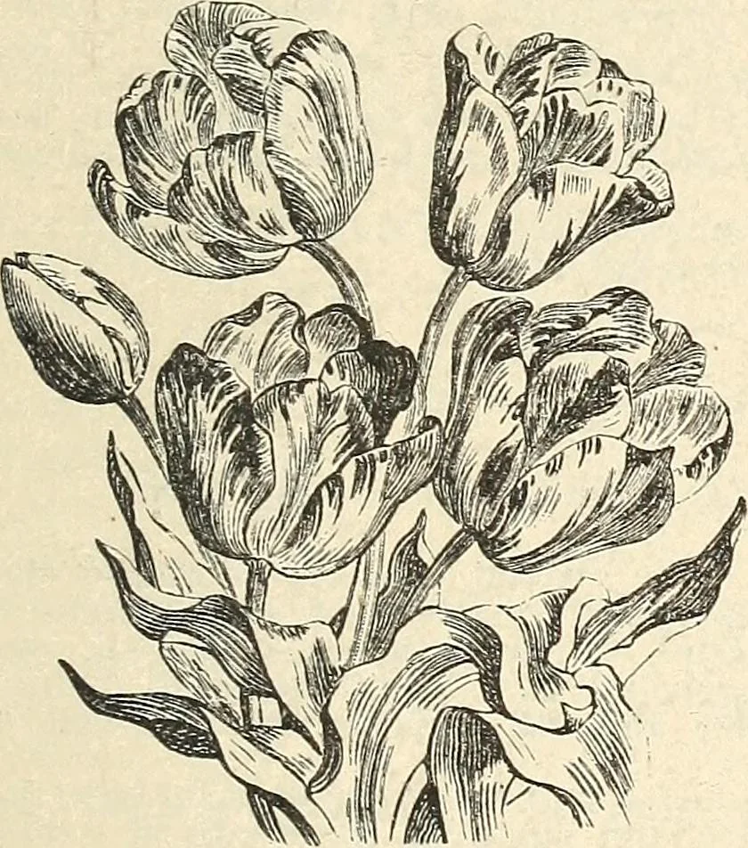 An illustration from Descriptive catalogue of hardy ornamental trees, shrubs, herbaceous perennial plants, etc. : twenty-fourth edition, 1880, leaf 122