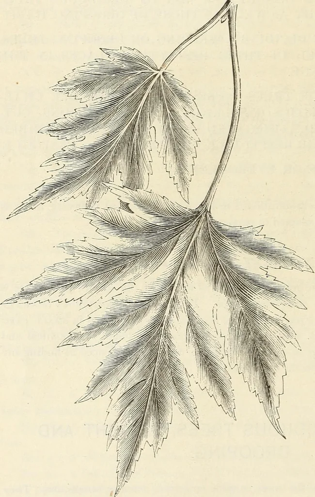 An illustration from Descriptive catalogue of hardy ornamental trees, shrubs, herbaceous perennial plants, etc. : twenty-fourth edition, 1880, leaf 13