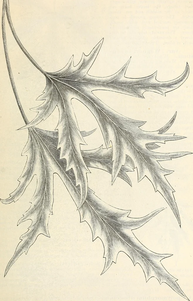 An illustration from Descriptive catalogue of hardy ornamental trees, shrubs, herbaceous perennial plants, etc. : twenty-fourth edition, 1880, leaf 14