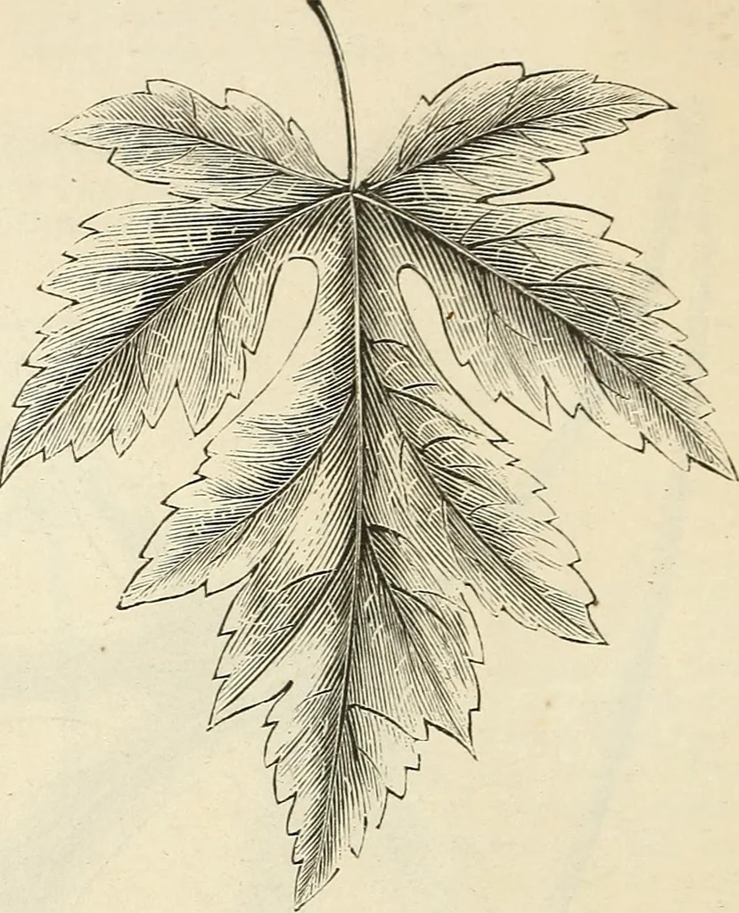 An illustration from Descriptive catalogue of hardy ornamental trees, shrubs, herbaceous perennial plants, etc. : twenty-fourth edition, 1880, leaf 15