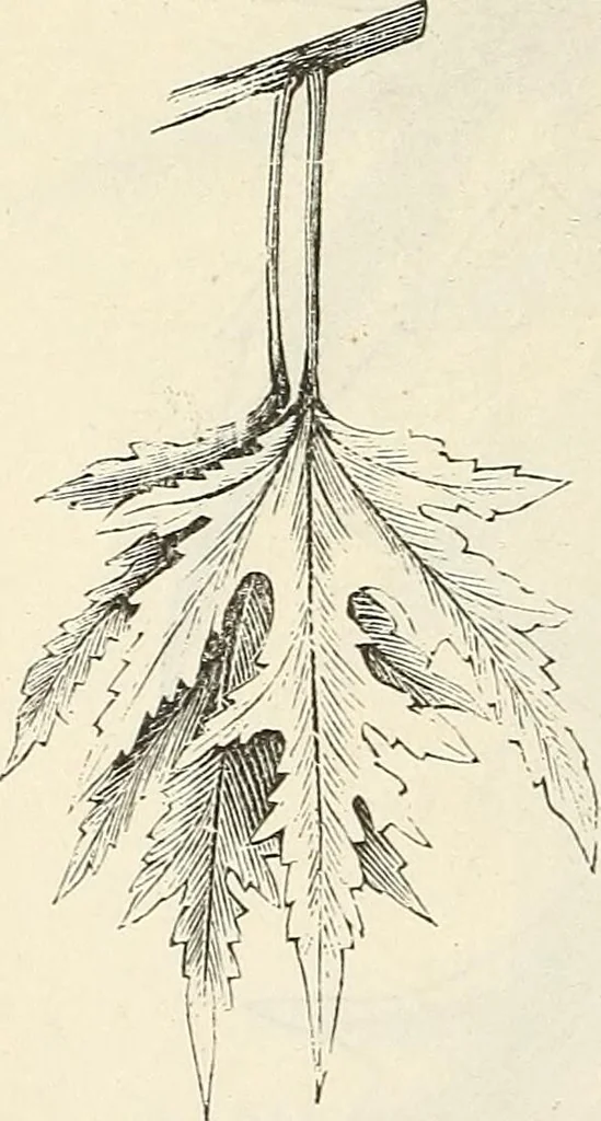 An illustration from Descriptive catalogue of hardy ornamental trees, shrubs, herbaceous perennial plants, etc. : twenty-fourth edition, 1880, leaf 15