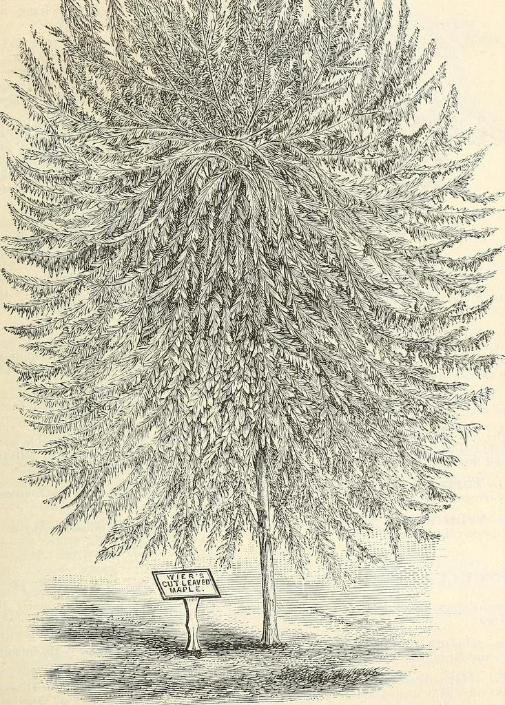 An illustration from Descriptive catalogue of hardy ornamental trees, shrubs, herbaceous perennial plants, etc. : twenty-fourth edition, 1880, leaf 16