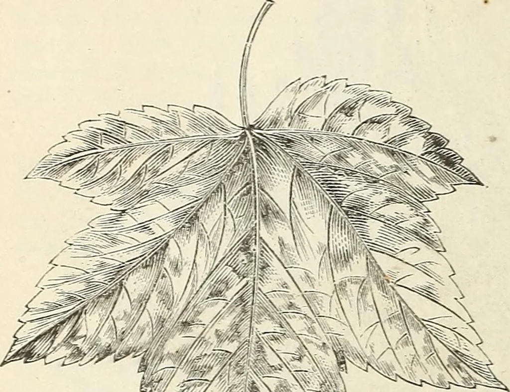 An illustration from Descriptive catalogue of hardy ornamental trees, shrubs, herbaceous perennial plants, etc. : twenty-fourth edition, 1880, leaf 17