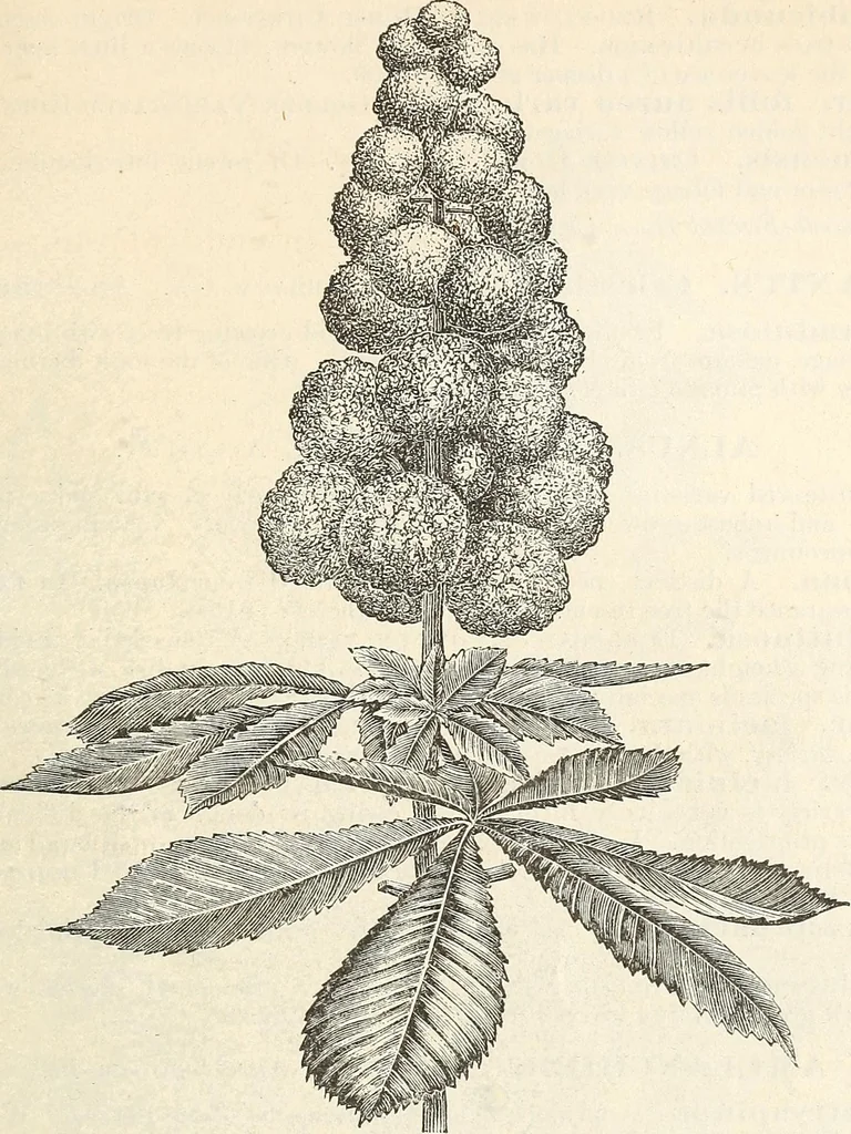 An illustration from Descriptive catalogue of hardy ornamental trees, shrubs, herbaceous perennial plants, etc. : twenty-fourth edition, 1880, leaf 18