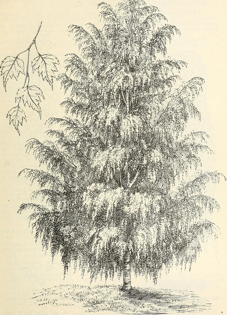 An illustration from Descriptive catalogue of hardy ornamental trees, shrubs, herbaceous perennial plants, etc. : twenty-fourth edition, 1880, leaf 20