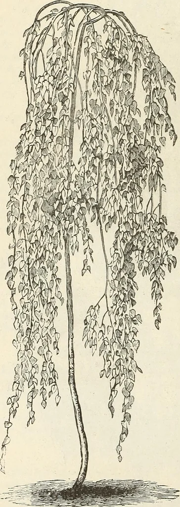 An illustration from Descriptive catalogue of hardy ornamental trees, shrubs, herbaceous perennial plants, etc. : twenty-fourth edition, 1880, leaf 21