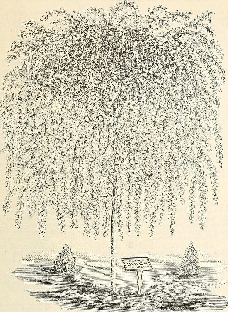 An illustration from Descriptive catalogue of hardy ornamental trees, shrubs, herbaceous perennial plants, etc. : twenty-fourth edition, 1880, leaf 22