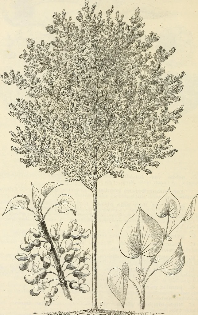 An illustration from Descriptive catalogue of hardy ornamental trees, shrubs, herbaceous perennial plants, etc. : twenty-fourth edition, 1880, leaf 25