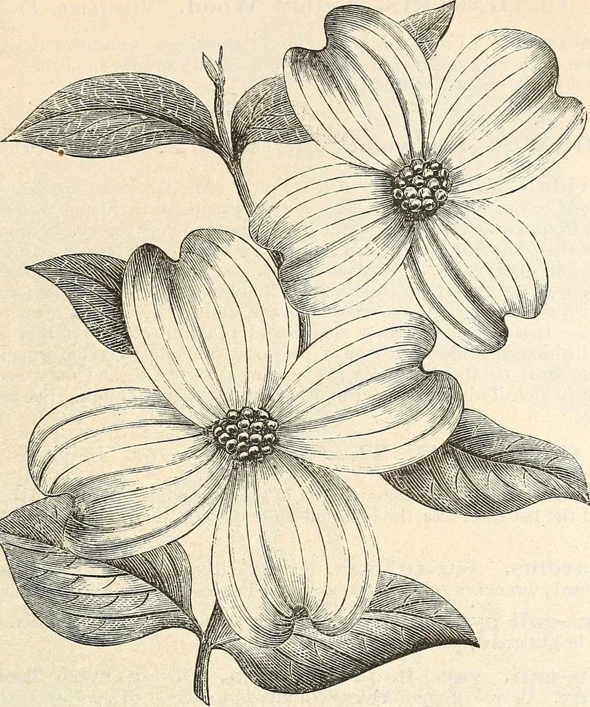 An illustration from Descriptive catalogue of hardy ornamental trees, shrubs, herbaceous perennial plants, etc. : twenty-fourth edition, 1880, leaf 26