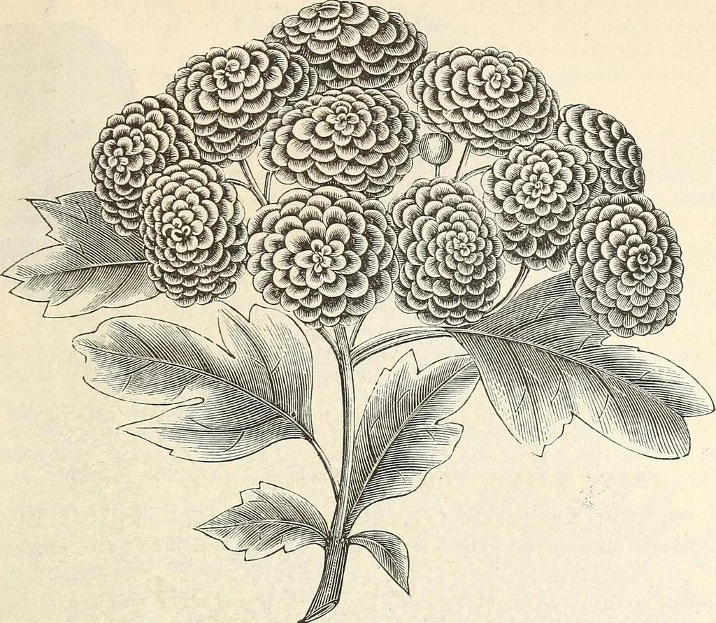 An illustration from Descriptive catalogue of hardy ornamental trees, shrubs, herbaceous perennial plants, etc. : twenty-fourth edition, 1880, leaf 28