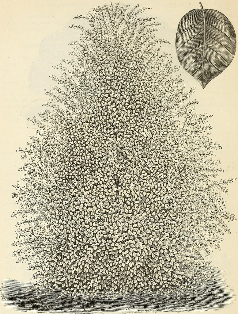 An illustration from Descriptive catalogue of hardy ornamental trees, shrubs, herbaceous perennial plants, etc. : twenty-fourth edition, 1880, leaf 29