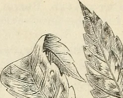 An illustration from Descriptive catalogue of hardy ornamental trees, shrubs, herbaceous perennial plants, etc. : twenty-fourth edition, 1880, leaf 31