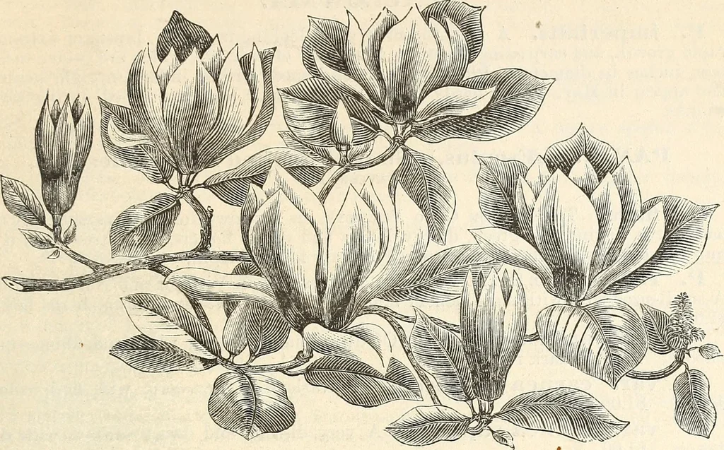 An illustration from Descriptive catalogue of hardy ornamental trees, shrubs, herbaceous perennial plants, etc. : twenty-fourth edition, 1880, leaf 34