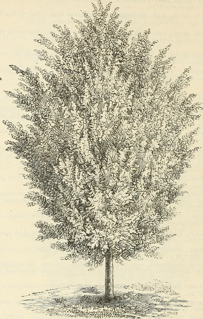 An illustration from Descriptive catalogue of hardy ornamental trees, shrubs, herbaceous perennial plants, etc. : twenty-fourth edition, 1880, leaf 41