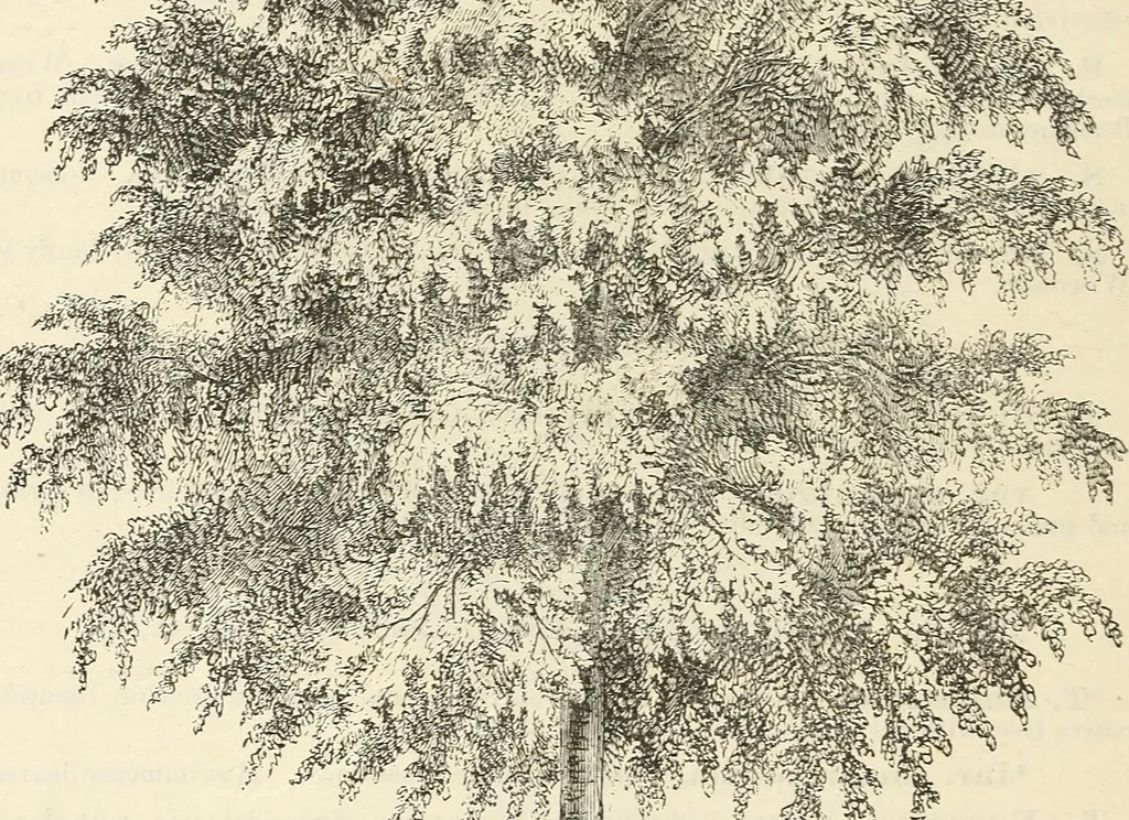 An illustration from Descriptive catalogue of hardy ornamental trees, shrubs, herbaceous perennial plants, etc. : twenty-fourth edition, 1880, leaf 43