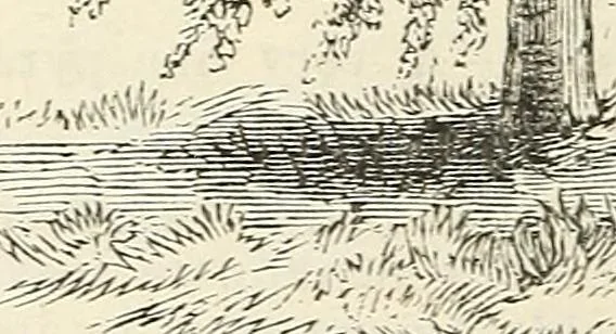 An illustration from Descriptive catalogue of hardy ornamental trees, shrubs, herbaceous perennial plants, etc. : twenty-fourth edition, 1880, leaf 43