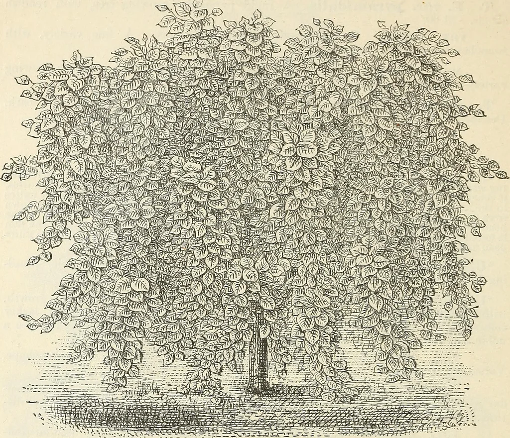 An illustration from Descriptive catalogue of hardy ornamental trees, shrubs, herbaceous perennial plants, etc. : twenty-fourth edition, 1880, leaf 45