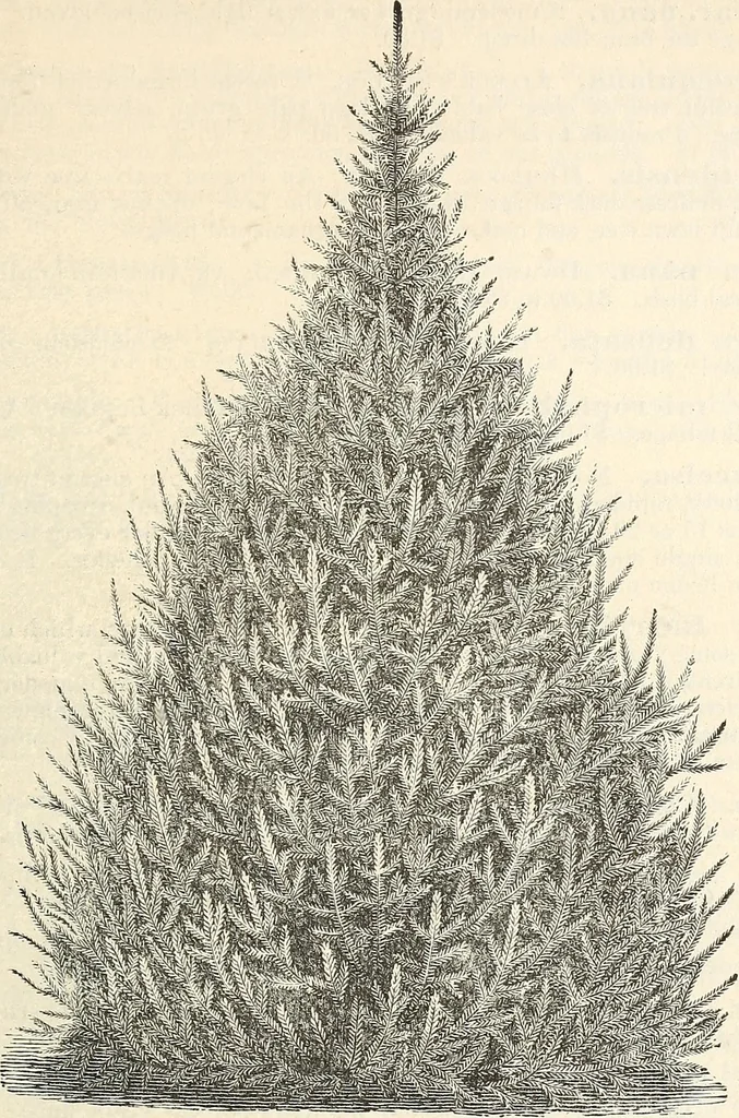 An illustration from Descriptive catalogue of hardy ornamental trees, shrubs, herbaceous perennial plants, etc. : twenty-fourth edition, 1880, leaf 50