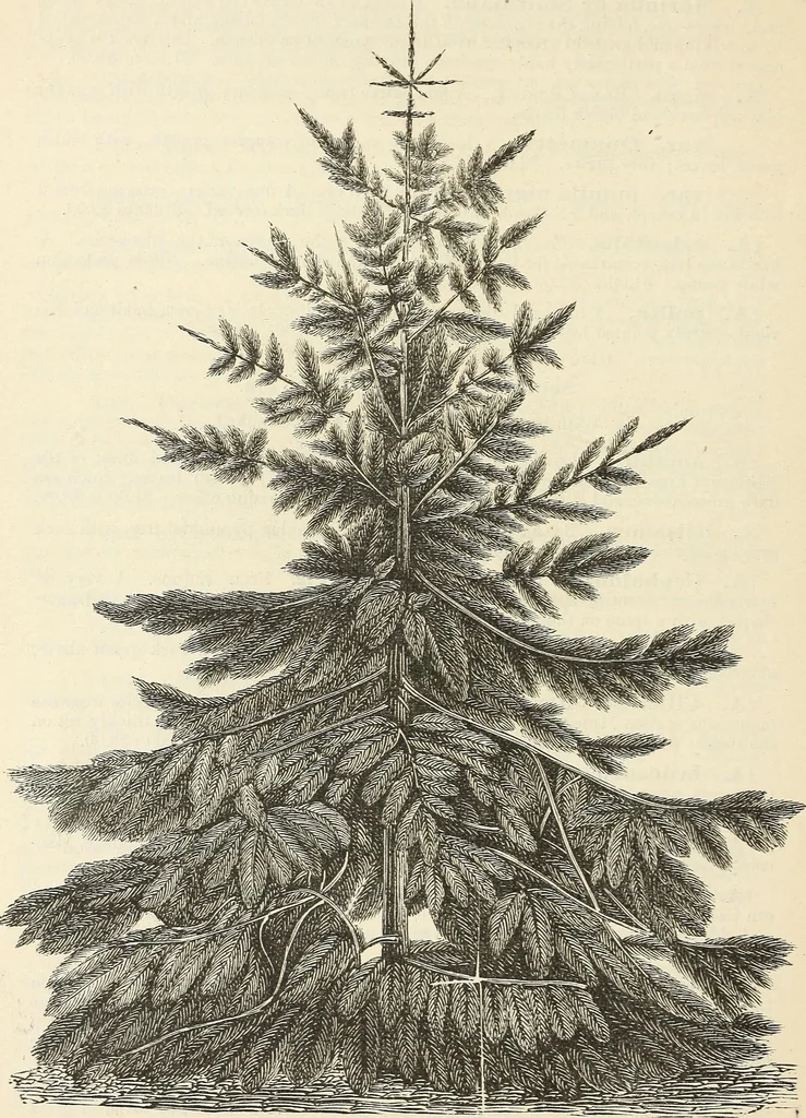 An illustration from Descriptive catalogue of hardy ornamental trees, shrubs, herbaceous perennial plants, etc. : twenty-fourth edition, 1880, leaf 53