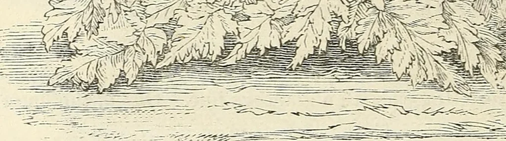 An illustration from Descriptive catalogue of hardy ornamental trees, shrubs, herbaceous perennial plants, etc. : twenty-fourth edition, 1880, leaf 55